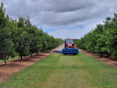 Farm For Sale - QLD - Gooburrum - 4670 - Large Scale Irrigated Macadamia Farm & Processing Plant  (Image 2)