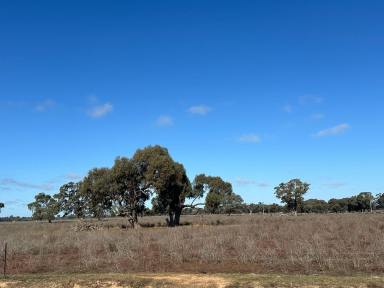 Farm For Sale - VIC - Cohuna - 3568 - Prime Grazing Block with Irrigation Infrastructure  (Image 2)