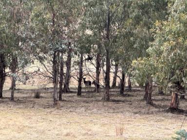 Farm For Sale - TAS - Bothwell - 7030 - Classic Highland Hunting Property on 3 Titles  (Image 2)