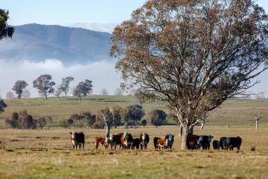 Farm For Sale - NSW - Tumut - 2720 - High rainfall grazing, minutes to Tumut  (Image 2)