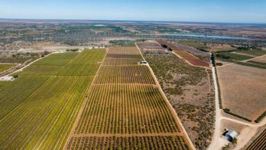 Farm For Sale - SA - Taylorville - 5330 - Certified Organic Almond Aggregation  (Image 2)