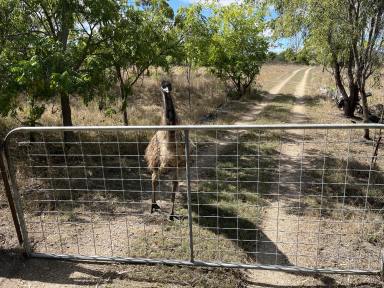 Farm For Sale - QLD - Bowen - 4805 - "ODDS FLATS - RURAL LIFESTYLE"  (Image 2)