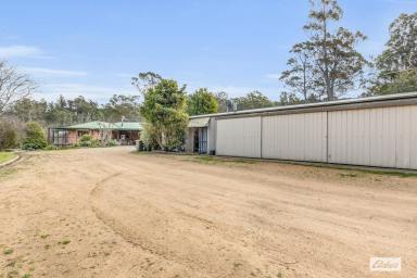 Farm For Sale - NSW - Wyndham - 2550 - Countryside Home on 14.5 Acres in Wyndham  (Image 2)