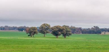 Farm For Sale - NSW - Milbrulong - 2656 - Excellent turn key add on or starter opportunity  (Image 2)