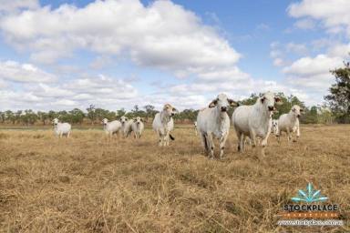 Farm Expressions of Interest - QLD - Charters Towers - 4820 -  Productive Fattening and Breeding Country  (Image 2)