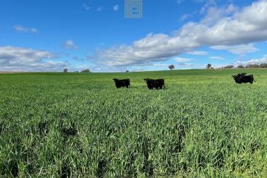 Farm For Sale - NSW - Purlewaugh - 2357 - Mixed Farming Held for 100 Years  (Image 2)