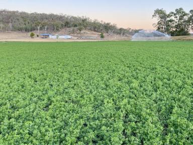 Farm For Sale - QLD - Tansey - 4601 - 172 acres Lucerne and Cattle Grazing  (Image 2)