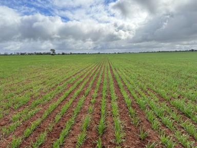 Farm For Sale - NSW - Nyngan - 2825 - Broadacre Cropping Paradise - Long runs, huge paddocks.  (Image 2)