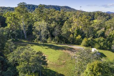 Farm For Sale - NSW - Bellingen - 2454 - Lifestyle Block Close to Town  (Image 2)