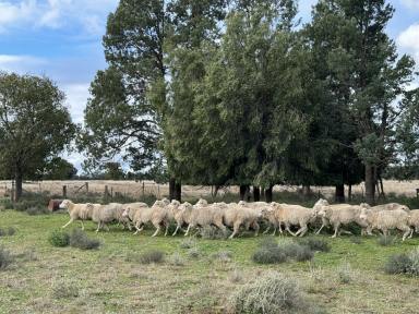 Farm For Sale - NSW - Tullamore - 2874 - Well located, affordable mixed farm  (Image 2)