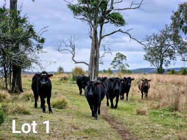 Farm For Sale - QLD - Plainby - 4355 - 50 acres, scrub block with fantastic views. BACK ON THE MARKET>  (Image 2)