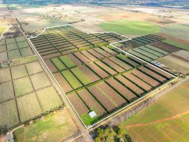 Farm For Sale - VIC - Bunbartha - 3634 - SECURLY LEASED KIWIFRUIT INVESTMENT OPPORTUNITY  (Image 2)