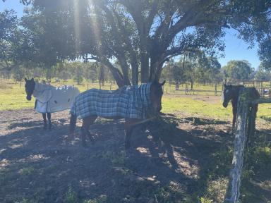 Farm For Sale - QLD - Bungundarra - 4703 - Lifestyle or Equestrian Paradise Just 10 Minutes from Yeppoon  (Image 2)