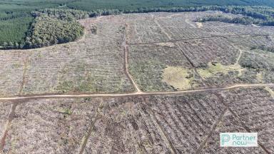 Farm For Sale - NSW - Cathcart - 2632 - Farming or Forestry Opportunity  (Image 2)