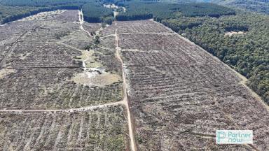 Farm For Sale - NSW - Cathcart - 2632 - Farming or Forestry Opportunity  (Image 2)