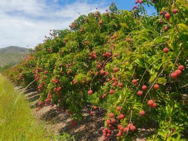 Farm For Sale - QLD - Mutchilba - 4872 - HIGH-VALUE HORTICULTURAL OPPORTUNITY  (Image 2)