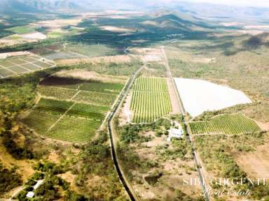 Farm Sold - QLD - Mutchilba - 4872 - HIGH-VALUE HORTICULTURAL OPPORTUNITY  (Image 2)