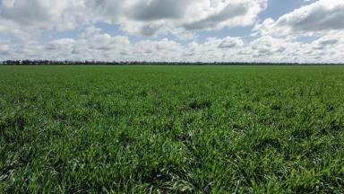 Farm For Sale - NSW - Moree - 2400 - First class cropping  (Image 2)