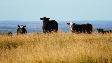 Farm For Sale - QLD - Taroom - 4420 - THE JEWEL IN THE CROWN OF ONE OF QUEENSLAND’S FINEST BEEF PRODUCTION REGIONS  (Image 2)