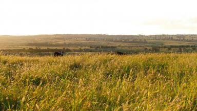 Farm For Sale - QLD - Taroom - 4420 - THE JEWEL IN THE CROWN OF ONE OF QUEENSLAND’S FINEST BEEF PRODUCTION REGIONS  (Image 2)