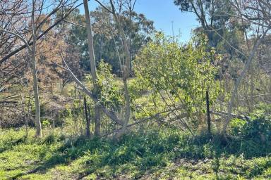 Farm Auction - NSW - Narromine - 2821 - Wake up to the echo of the magnificent Macquarie River.  (Image 2)