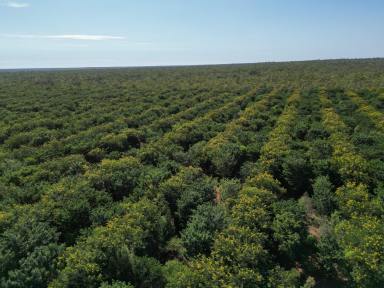 Farm For Sale - NT - Douglas-daly - 0822 - IRRIGATED CROPPING DEVELOPMENT OPPORTUNITY  (Image 2)