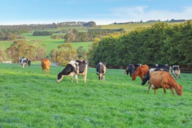 Farm For Sale - VIC - Simpson - 3266 - EXCELLENT HEYTESBURY DISTRICT DAIRY PROPERTY  (Image 2)