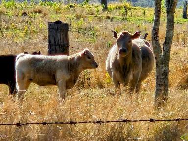 Farm For Sale - QLD - Plainby - 4355 - 316 Acres of quality scrub country, 2 homes, and 2 bores, well on 3 titles.  (Image 2)