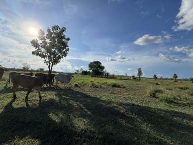 Farm For Sale - NT - Mount Bundey - 0822 - 390 acres lifestyle farm Arnhem highway  (Image 2)