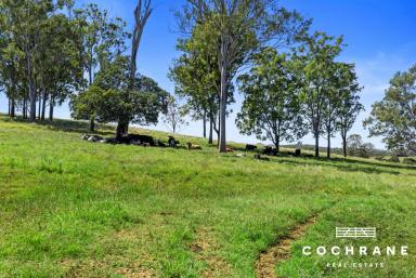 Farm For Sale - QLD - Sexton - 4570 - MARY RIVER IRRIGATION COUNTRY  (Image 2)