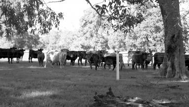 Farm For Sale - WA - Fairbridge - 6208 - CRYSTAL BROOK - Organic Biodynamic Farm  (Image 2)