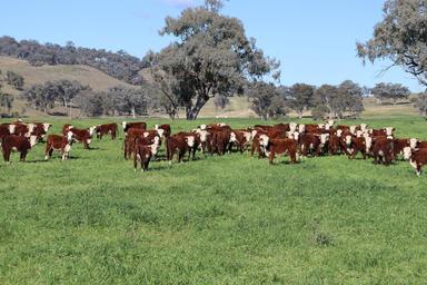Lallybroch, Tamworth NSW 2340
