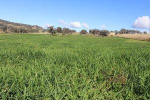 Farm For Sale - NSW - Tamworth  - 2340 - Highway Frontage, Location, 20 mins Tamworth, Subdivision  (Image 2)