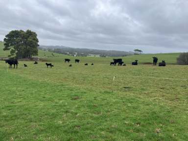 Farm For Sale - TAS - Flowerdale - 7325 - Wynyard Farmlet  (Image 2)