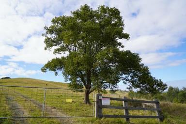 Farm For Sale - NSW - Kyogle - 2474 - CEDAR POINT - KYOGLE  (Image 2)