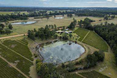 Farm Sold - NSW - Braunstone - 2460 - Working Tea Tree Farm with the next crop ready for your harvest $$$  (Image 2)