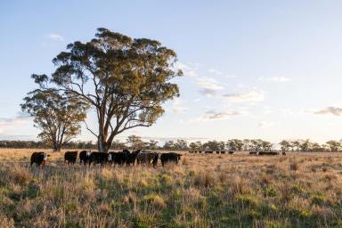 Farm For Sale - NSW - Young - 2594 - Predominantly Mixed Farming Enterprise in a Tightly Held Blue Ribbon District.  (Image 2)