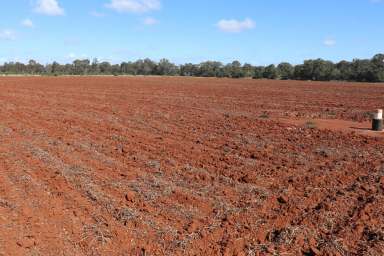 Farm For Sale - QLD - Kingaroy - 4610 - 'Whiterock' - Versatile Red Soil Farming  (Image 2)