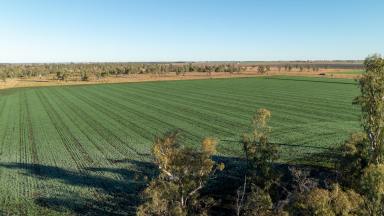 Farm Auction - QLD - Tummaville - 4352 - Pittsworth District Property - 130 years family history  (Image 2)