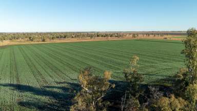 Farm Sold - QLD - Tummaville - 4352 - Pittsworth District Property - 130 years family history  (Image 2)