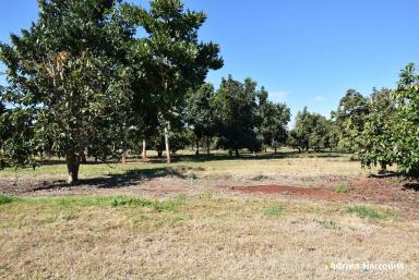 Farm For Sale - QLD - North Isis - 4660 - Starter Farm or Lifestyle Block!  (Image 2)