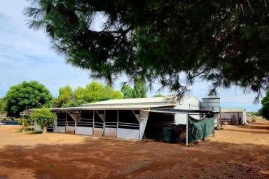 Farm For Sale - NSW - Parkes - 2870 - Potential Plus - When Location matters don't miss this one!  (Image 2)