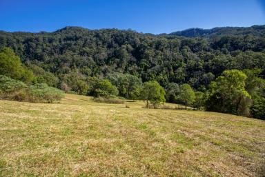 Farm Auction - NSW - Jamberoo - 2533 - 'Wandearah'  (Image 2)