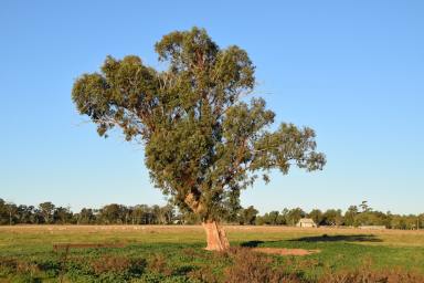 Farm For Sale - NSW - Dubbo - 2830 - Prime Small Farm Opportunity  (Image 2)