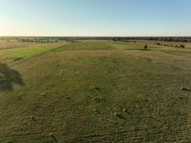 Farm For Sale - NSW - Dubbo - 2830 - Prime Small Farm Opportunity  (Image 2)