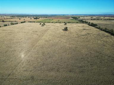 Farm For Sale - NSW - Gunnedah - 2380 - Mixed soil types suited to a livestock or mixed farm operation with impressive family living  (Image 2)