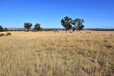 Farm For Sale - NSW - Gunnedah - 2380 - Mixed soil types suited to a livestock or mixed farm operation with impressive family living  (Image 2)