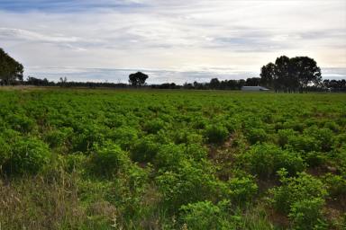 Farm For Sale - NSW - Gunnedah - 2380 - Close to town, irrigation, good improvements and machinery if required  (Image 2)