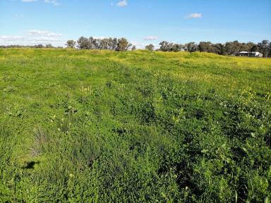 Farm For Sale - NSW - Gunnedah - 2380 - LIFESTYLE BLOCK ONLY MINUTES FROM TOWN  (Image 2)