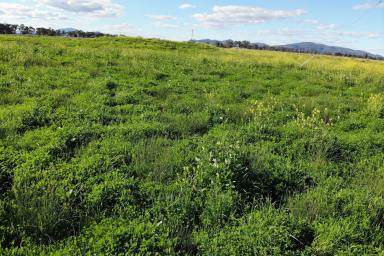 Farm For Sale - NSW - Gunnedah - 2380 - CLOSE TO TOWN LIFESTYLE BLOCK WITH PRODUCTIVE SOILS  (Image 2)